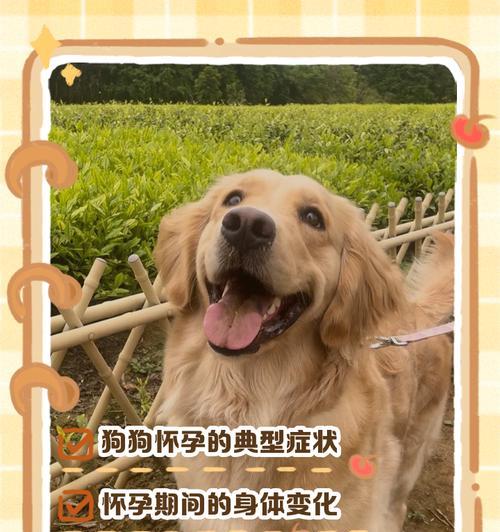 狗狗长牙症状（探索狗狗长牙过程中的常见问题及解决方法）