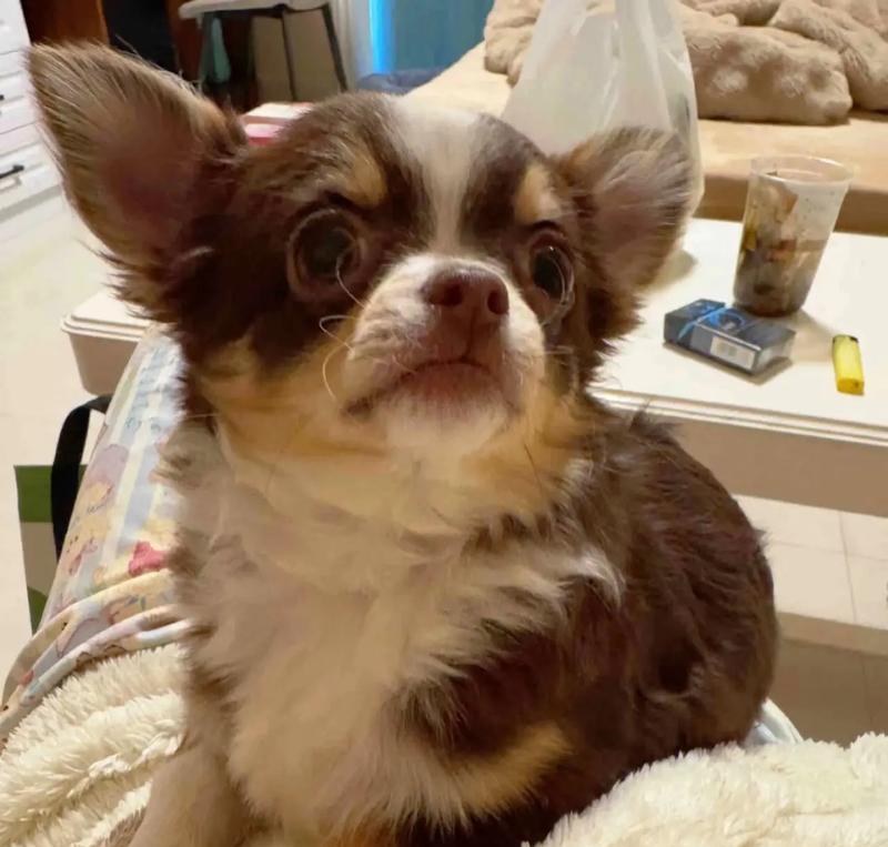 幼犬吃幼犬狗粮需要多长时间？（幼犬进食幼犬狗粮的关键期）