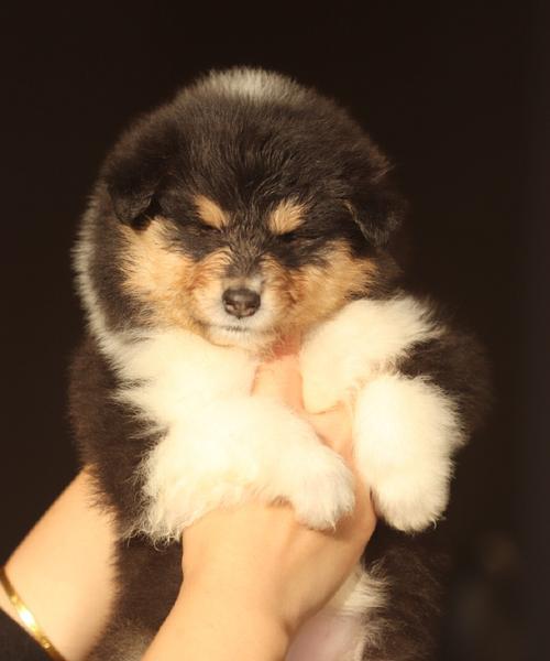 苏格兰牧羊犬（探索苏格兰牧羊犬的优点与缺点）