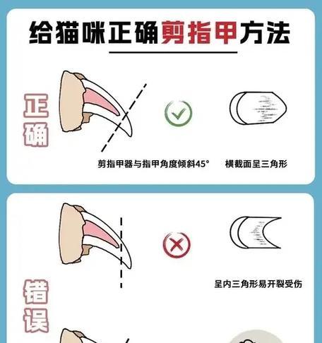 如何正确地给猫剪指甲（掌握正确的技巧，让剪指甲成为轻松的任务）