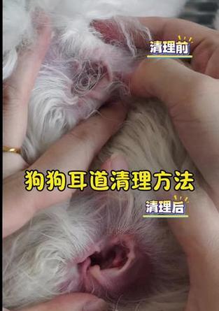 狗耳朵的清理频率对犬只健康至关重要