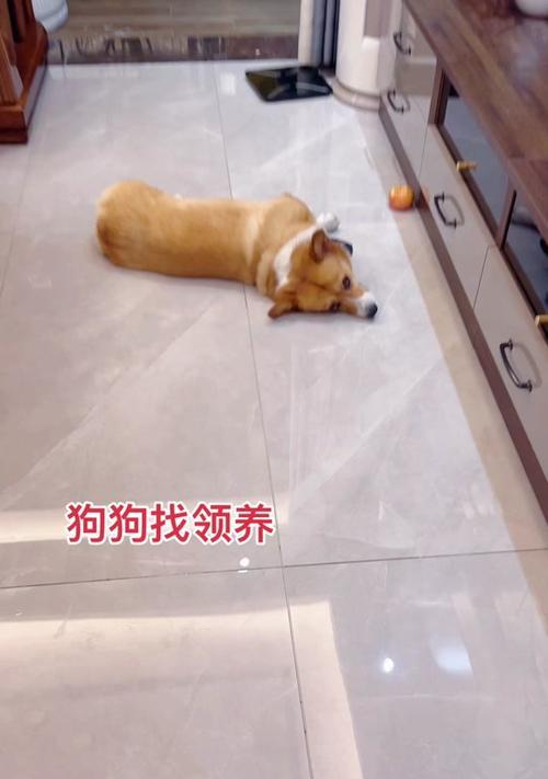 柯基驱虫周期及注意事项（宠物犬驱虫周期、驱虫产品选择和驱虫预防措施）