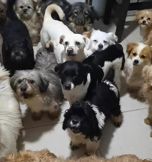 狗狗交配后多久能看出结果？（揭秘交配后观察犬只的关键指标与时间节点）
