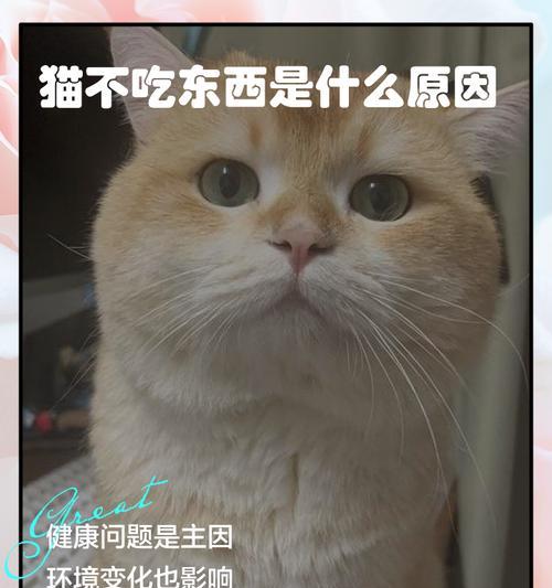 猫可以多久不吃东西？（猫的饮食需求及不吃东西的影响）