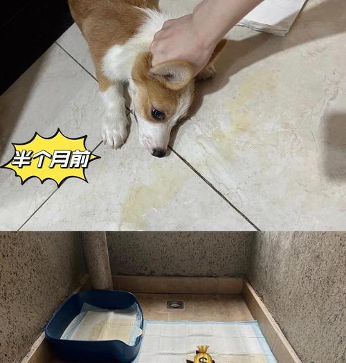 狗饭后多久拉屎？（狗的排便时间与健康有关吗？）