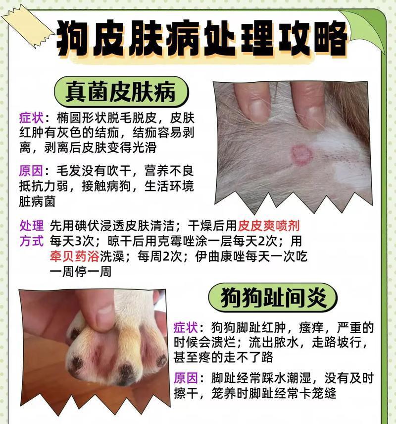 狗狗皮肤病康复时间及关键因素解析（揭秘狗狗皮肤病康复时间，了解关键因素与护理方法）