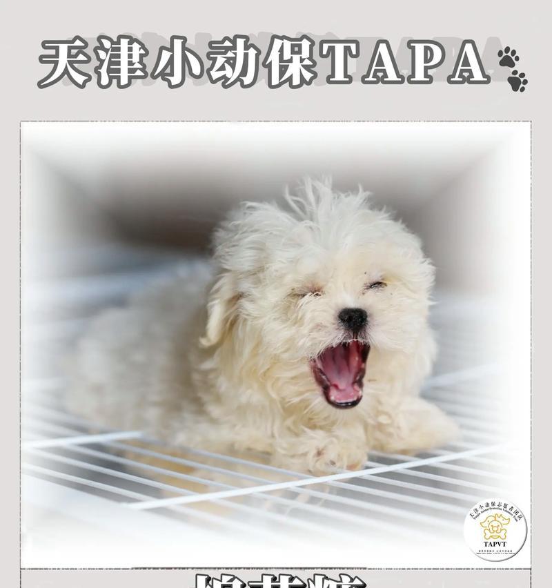 宠物狗的驱虫与疫苗接种（保护爱犬健康的必要措施）