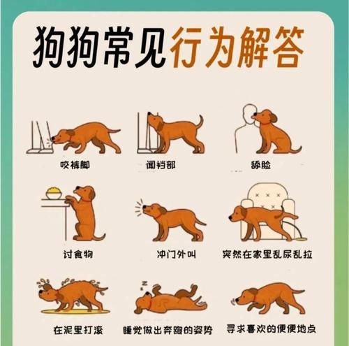 狗狗交配（为保证健康交配，必须遵循的十五个关键步骤）