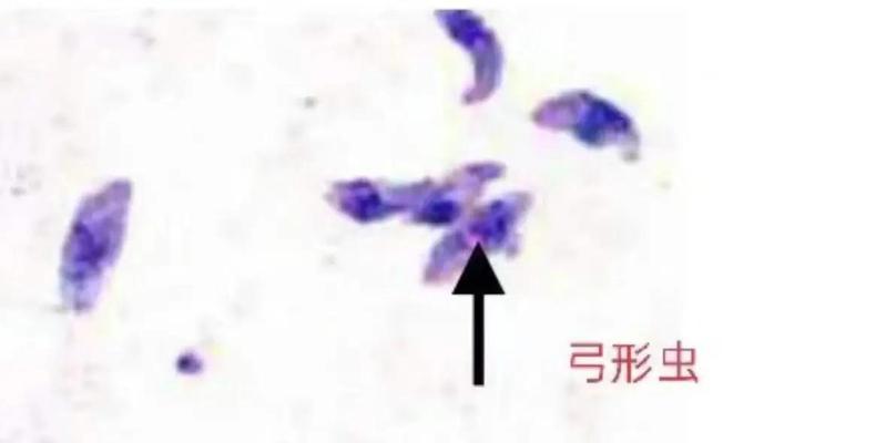 以猫感染弓形虫多久排出的相关研究进展（揭示弓形虫在猫体内排出的时间和影响因素）