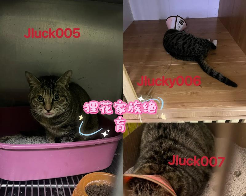 猫绝育后多久拆线？（拆线时间及注意事项）