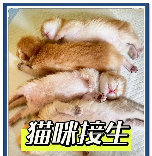 母猫生小猫后多久才开始进食？（探究母猫产仔后的饮食行为变化）