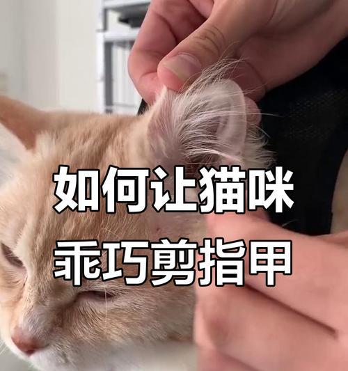 猫咪指甲修剪的频率与方法（如何正确地给猫咪修剪指甲，避免伤害与不适）