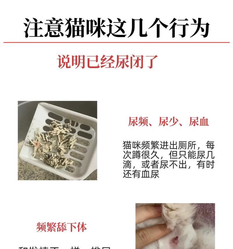 猫的小便频率及正常情况（猫小便时间间隔和健康状况的关联）