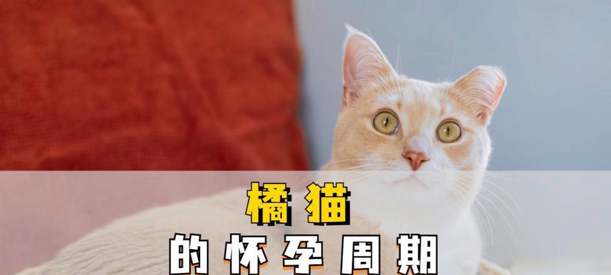 猫咪的怀孕周期究竟有多长？（揭秘猫咪的孕育奥秘及生产窍门）