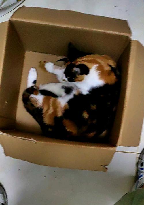 母猫生小猫后多久有奶？（了解新生小猫的哺乳时机和需求）