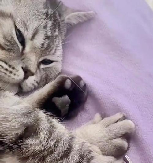 如何正确地给猫剪指甲（猫咪指甲修剪的时间表和技巧）