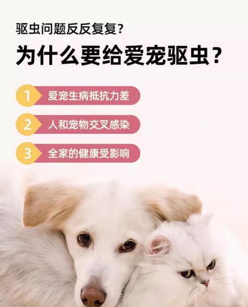 成年泰迪驱虫周期与方法（探索成年泰迪寄生虫防治的最佳策略）