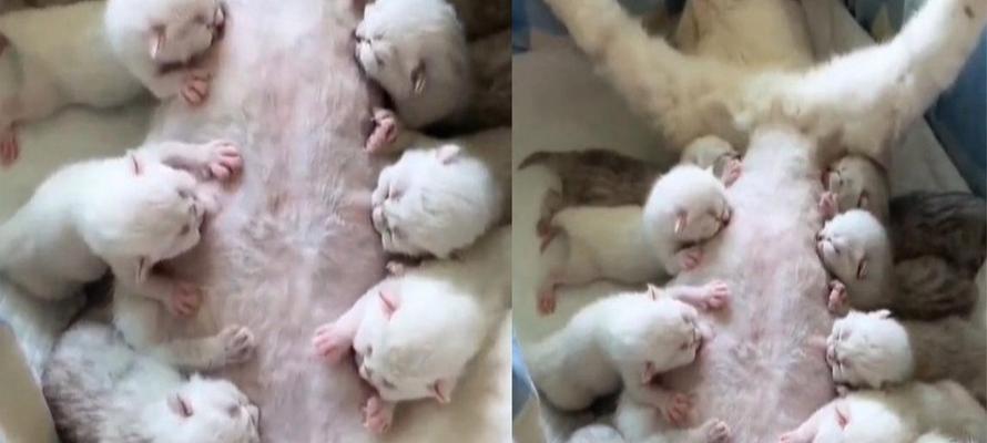 母猫产后多久能有奶？（了解猫咪产后乳汁分泌周期）
