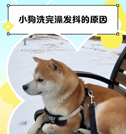 如何科学地给两个半月小狗洗澡（洗澡频率和注意事项）