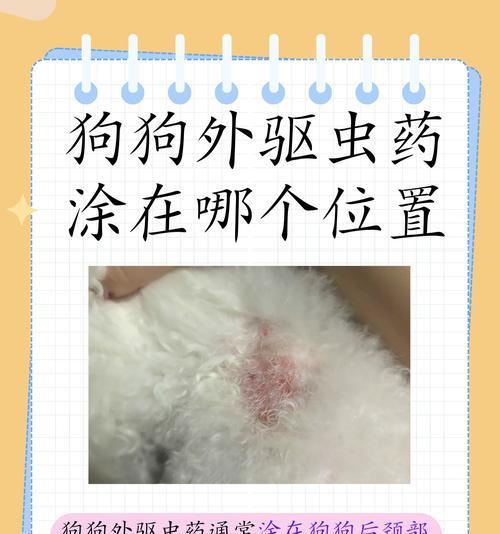 狗狗驱虫药的正确用法与注意事项（让宠物狗远离寄生虫侵扰）