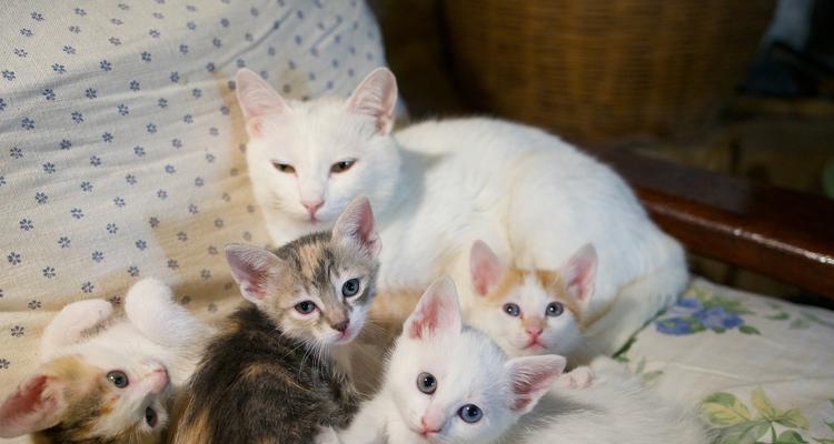 猫猫生小猫奶水产生的时间和过程（探秘猫咪哺乳过程中的奇妙变化）