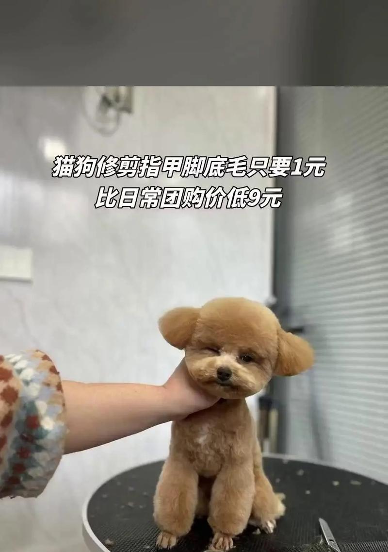 猫咪的指甲修剪（探索猫咪指甲修剪的最佳时间和方法）