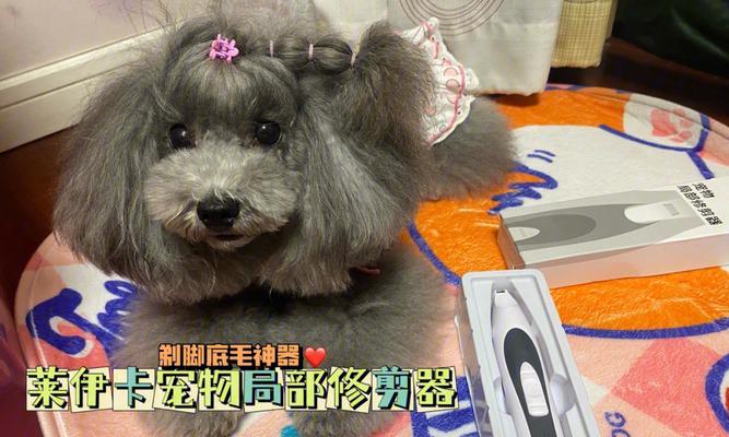 狗的脚底毛剪裁的频率对犬宠健康的重要性（探索狗脚底毛的生长周期及剪裁频率）