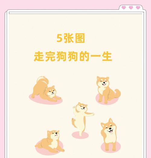 如何正确喂食和照顾幼犬（幼年期狗狗喂食和照顾方法大全）