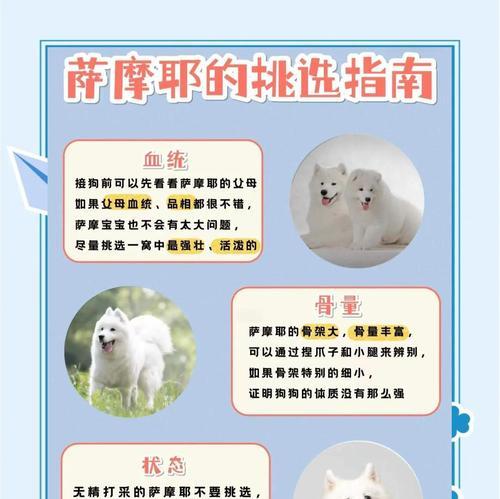 以萨摩配种到生要多久？（探究萨摩犬繁殖周期及孕育期）