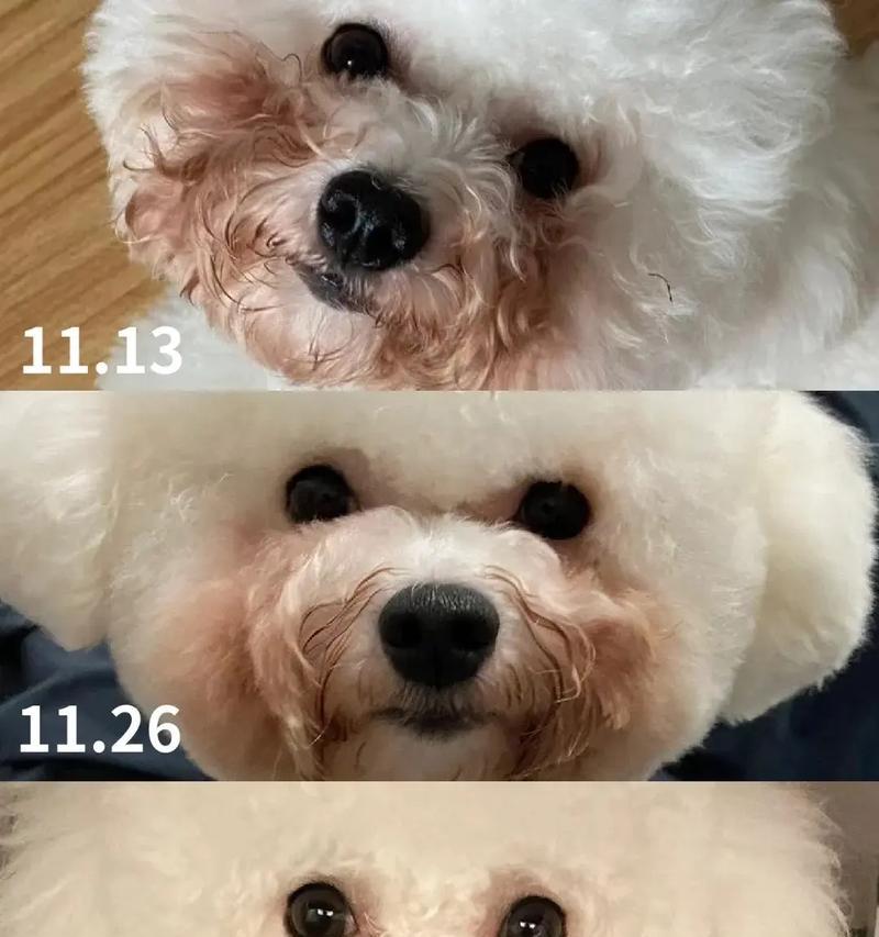 泪痕狗（了解泪痕狗的原因和处理方法。）