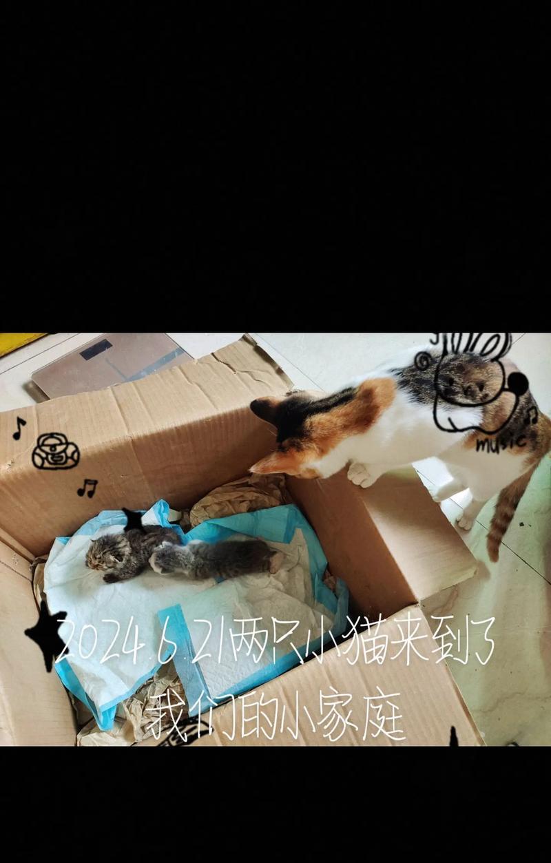 人工喂养小猫的方法（如何喂养断奶小猫，让它们健康成长）