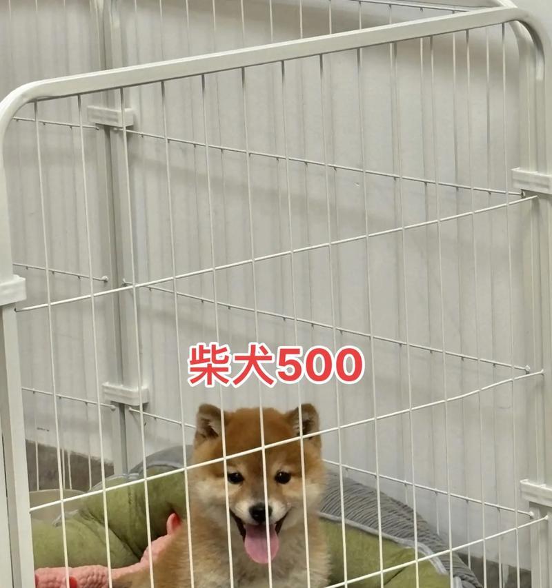 柴犬的饮食习惯与喂养方法（为你的柴犬制定科学的饮食计划，让它健康快乐成长）