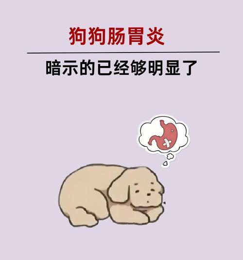 狗患肠炎的症状及治疗方法（了解狗肠炎的常见症状及预防措施）