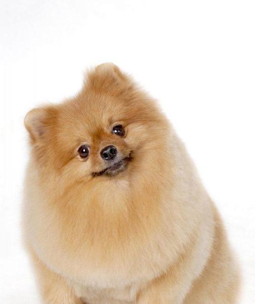 正确喂养两个月大的博美犬（合适的狗粮量和喂养方法）