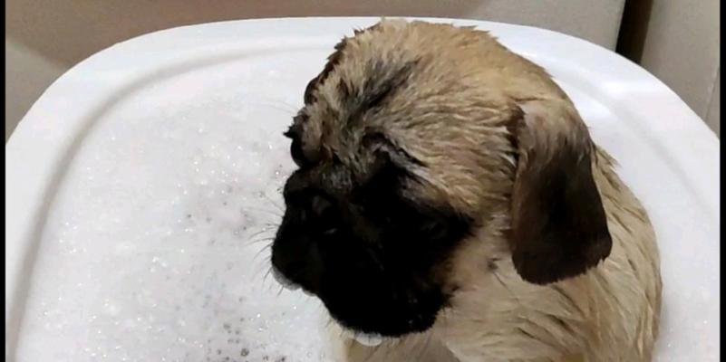 八哥犬洗澡时间的选择（宠物犬洗澡频率与时机详解）