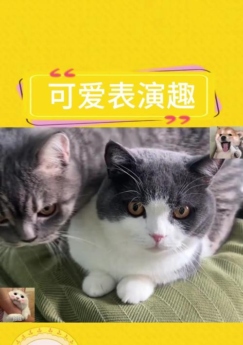 猫的生活规律（揭秘猫咪睡眠的奥秘与规律）