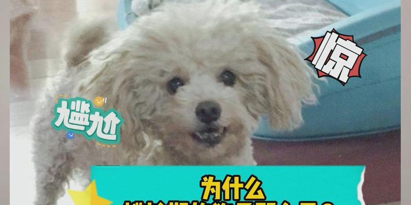 揭秘狗狗尴尬期的时长及其特征（探索狗狗尴尬期的时长、症状和处理方法）