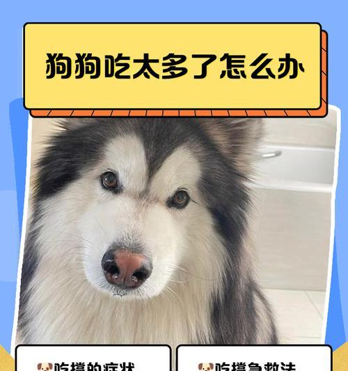 狗狗饲养时间过长的后果及解决方法（宠物犬的健康和幸福在于适当的外出运动）