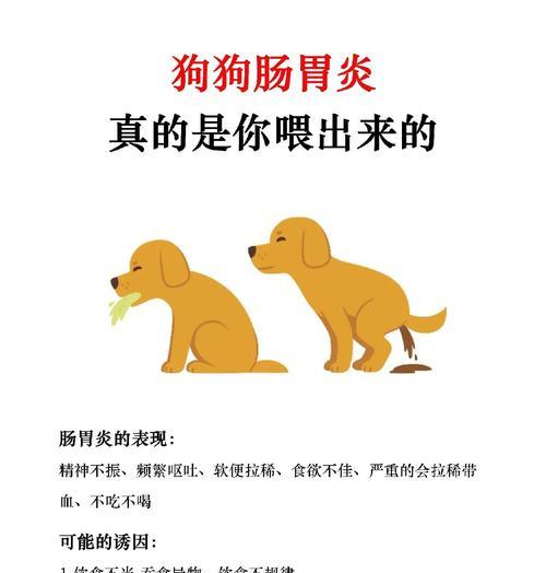 五个月大狗的急性肠炎症状及处理方法（了解你的宠物）
