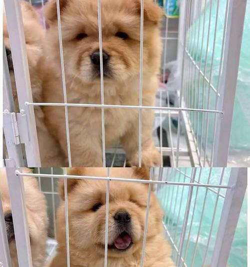 松狮犬饲养指南（如何正确饲养松狮幼犬）