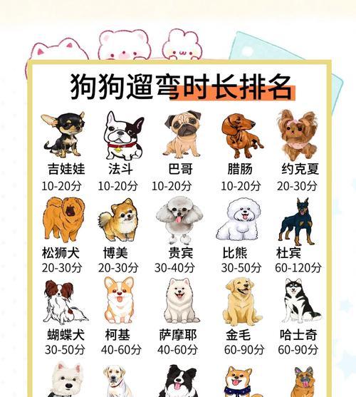 英国斗牛犬的每日散步需求（了解英国斗牛犬每天遛多久的重要性及注意事项）