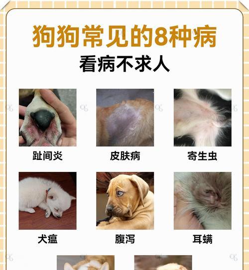 狗狗常见疾病及处理方法大揭秘（为您解读狗狗最常见的健康问题及有效应对方法）