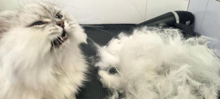 猫儿换毛的周期及注意事项（探索猫儿换毛周期的秘密，让你的宠物保持健康亮丽）