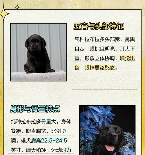拉布拉多和柴犬的区别与选择指南（探索适合新手的理想宠物犬种）
