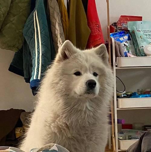 萨摩犬配种周期与繁殖时间的探究（掌握萨摩配种周期，科学合理安排繁殖时间）