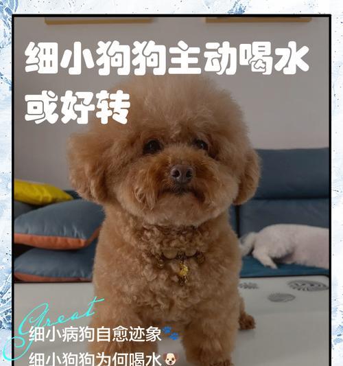 狗狗喝水的重要性（为什么狗狗每天需要足够的水量）