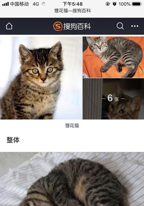 猫咪的繁殖周期（揭开猫咪繁殖的神秘面纱，了解它们的繁殖周期和特点）