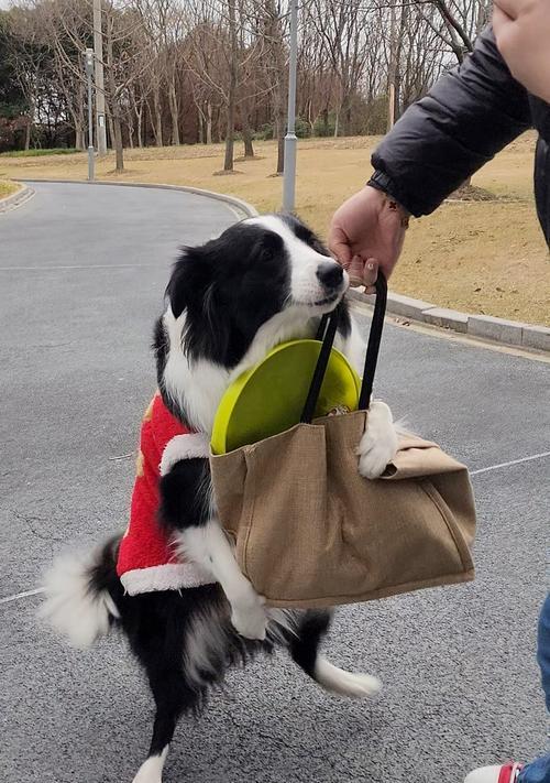 飞盘犬（探索飞盘犬的训练技巧和表演魅力）