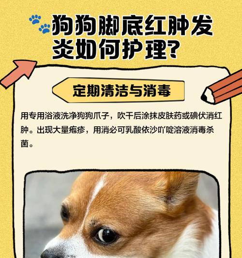 狗脚底受伤后多久能够着地？（探索狗脚底受伤康复过程中的时间要求与注意事项）
