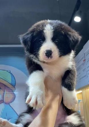 牧羊犬的寿命及关键因素（以牧羊犬一般活多久，如何延长寿命）